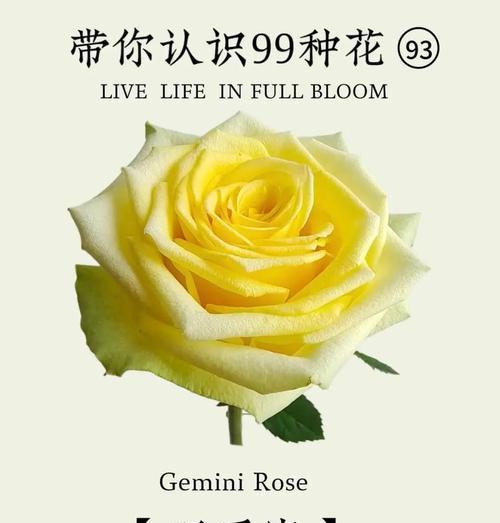 刺花的花语是怎样的？有何寓意？