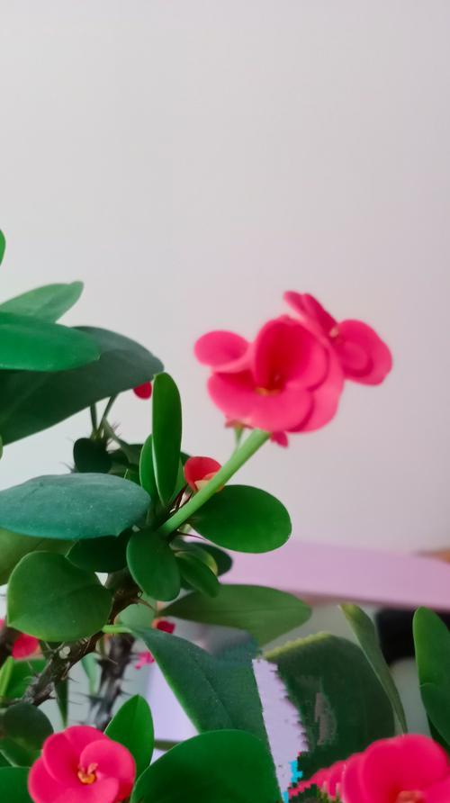 刺花的花语是怎样的？有何寓意？