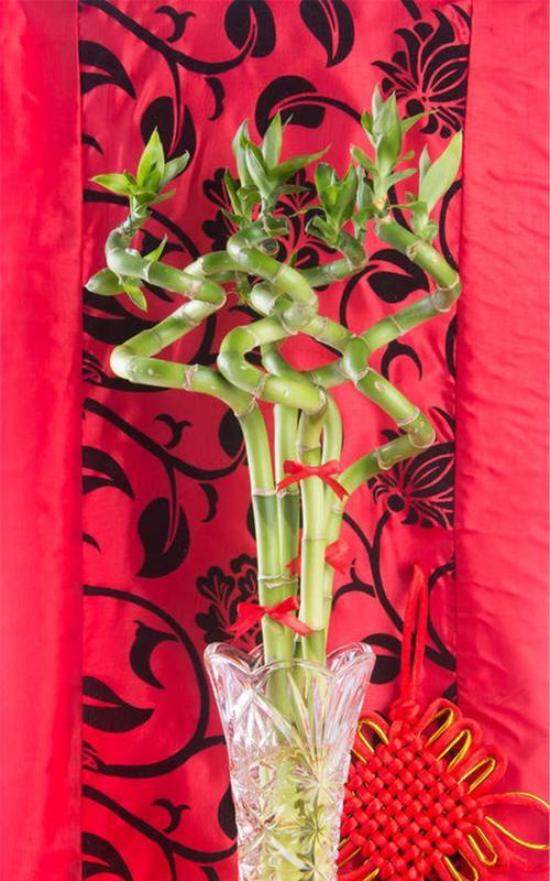 水栽竹的花语有何深意？