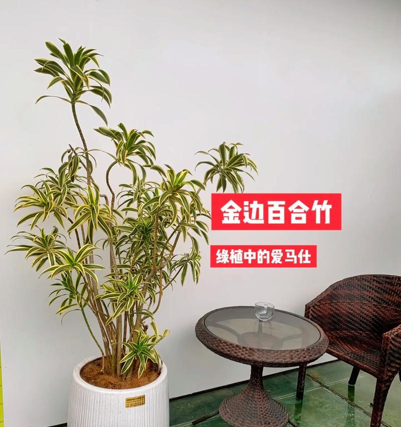 水栽竹的花语有何深意？