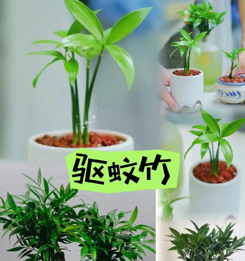 水栽竹的花语有何深意？
