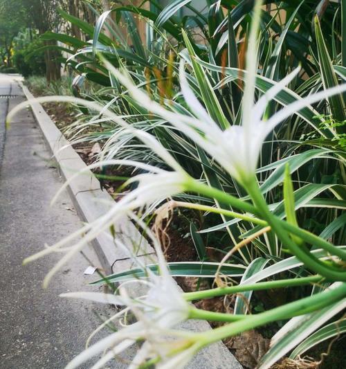 水鬼蕉的花语是什么？如何使用？