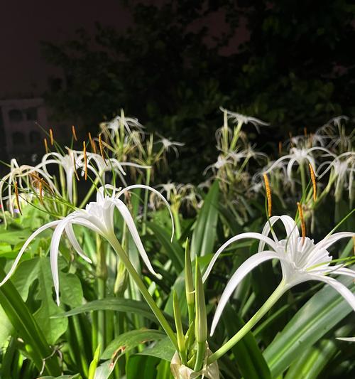水鬼蕉的花语是什么？如何使用？
