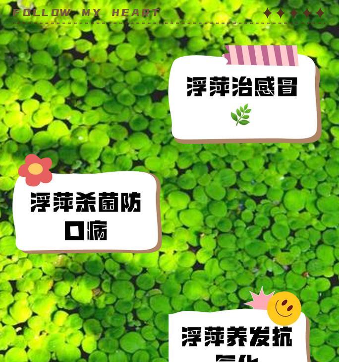 浮萍花的花语有哪些含义？