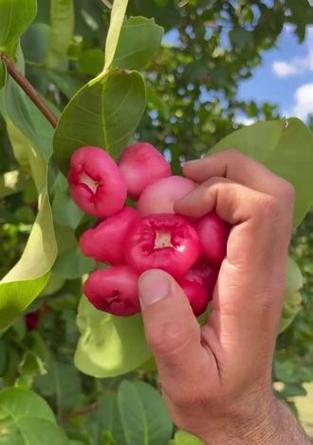 莲雾的花语能表达什么情感？