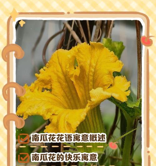 花语中寓意好的有哪些？
