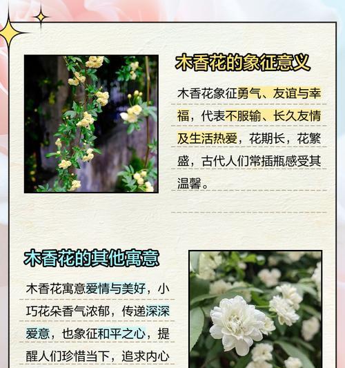 白毛掌的花语有何特别之处？