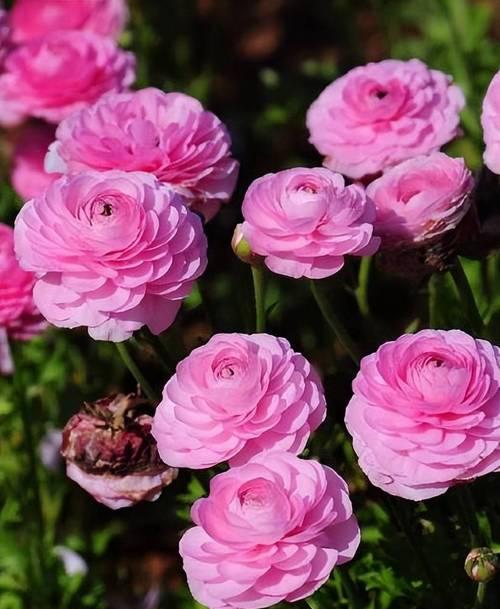 毛莨花的花语是什么？如何养护毛茛花？
