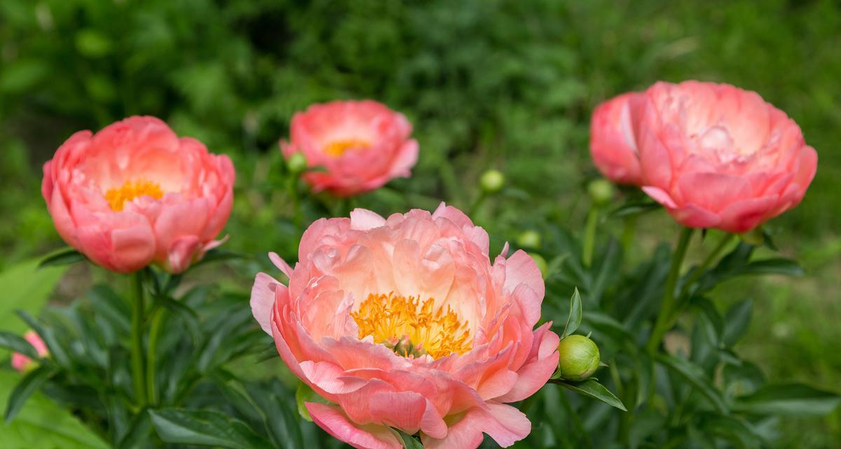 毛莨花的花语是什么？如何养护毛茛花？