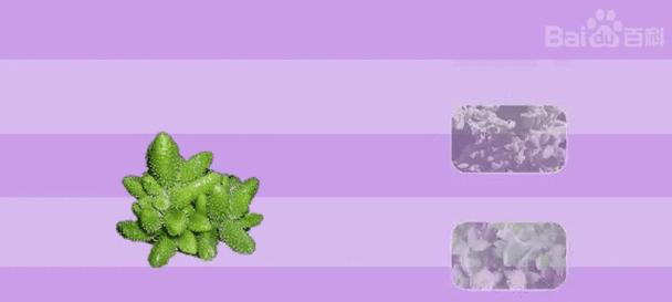 雷童花的花语有哪些含义？如何正确种植雷童花？