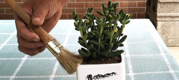 雷童花的花语有哪些含义？如何正确种植雷童花？