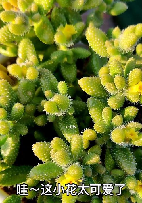雷童花的花语有哪些含义？如何正确种植雷童花？