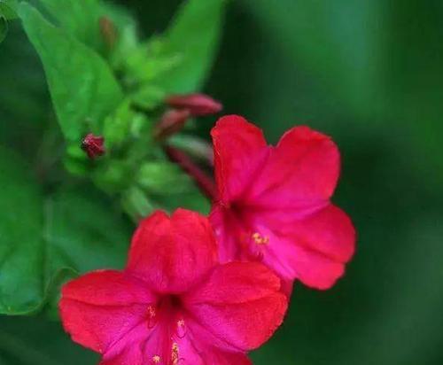 紫茉花的花语是什么？紫茉花的养护技巧有哪些？
