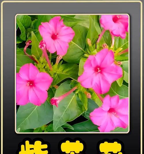 紫茉花的花语是什么？紫茉花的养护技巧有哪些？