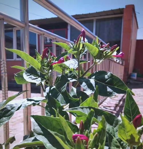 紫茉花的花语是什么？紫茉花的养护技巧有哪些？