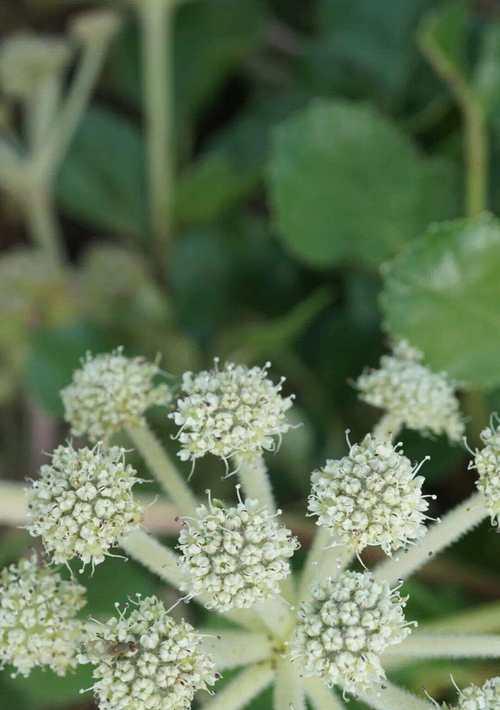 北沙参的花语是什么？北沙参的种植方法是什么？