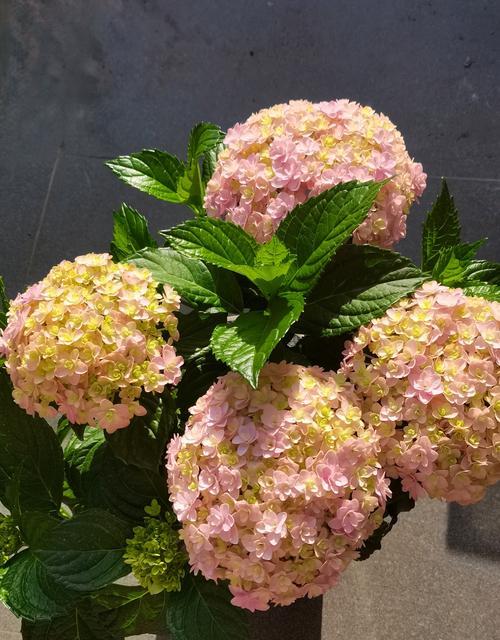 灿烂的花语代表什么？如何让花朵更加灿烂？