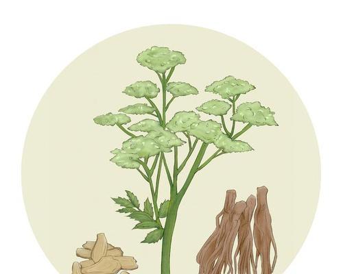 当归的花语有哪些？当归的种植和养护技巧是什么？