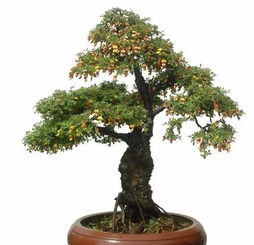 锦鸡儿的花语是什么？锦鸡儿的种植和养护方法是什么？