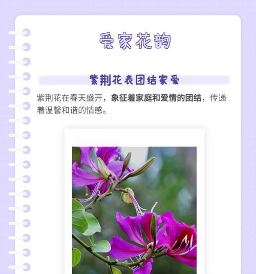 红松尾的花语是什么？红松尾的养护技巧有哪些？