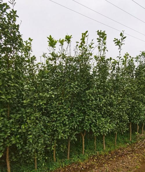 香橼树的花语有哪些？香橼树的种植和养护方法是什么？