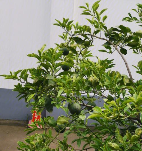 香橼树的花语有哪些？香橼树的种植和养护方法是什么？