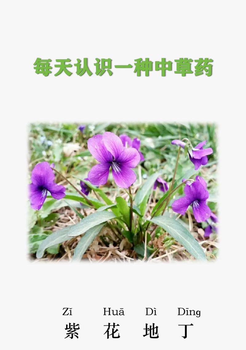 拉丁花的花语是什么？拉丁花的养护技巧有哪些？