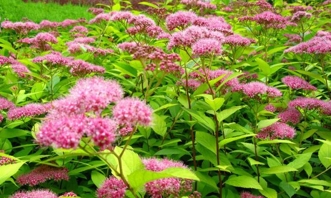 拉丁花的花语是什么？拉丁花的养护技巧有哪些？