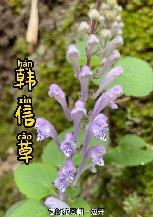 韩信草的花语有哪些？韩信草的种植和养护技巧是什么？