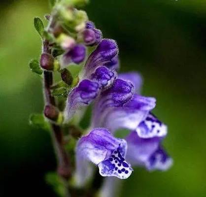 韩信草的花语有哪些？韩信草的种植和养护技巧是什么？