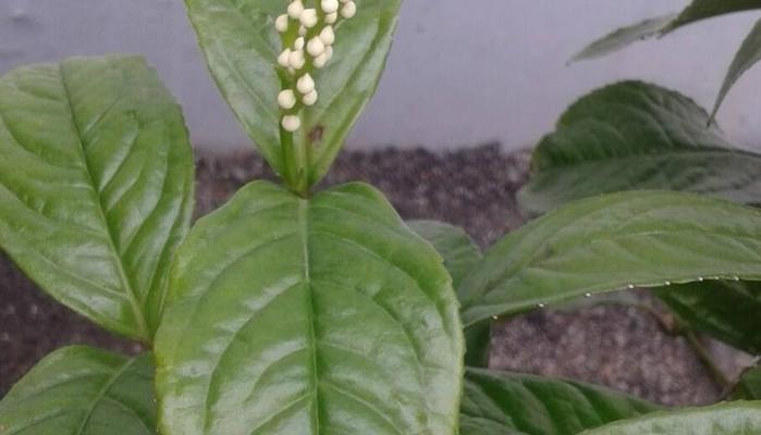 金粟兰的花语是什么？金粟兰的养护方法有哪些？
