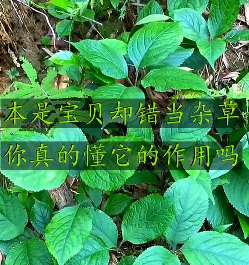 金粟兰的花语是什么？金粟兰的养护方法有哪些？