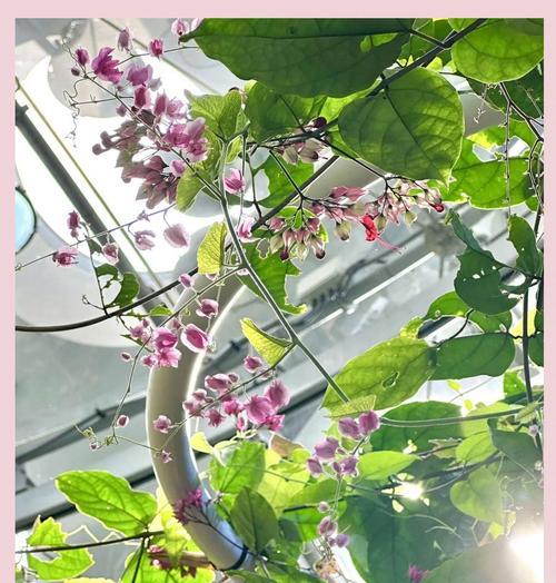 东珊瑚的花语是什么？东珊瑚的种植和养护方法是什么？