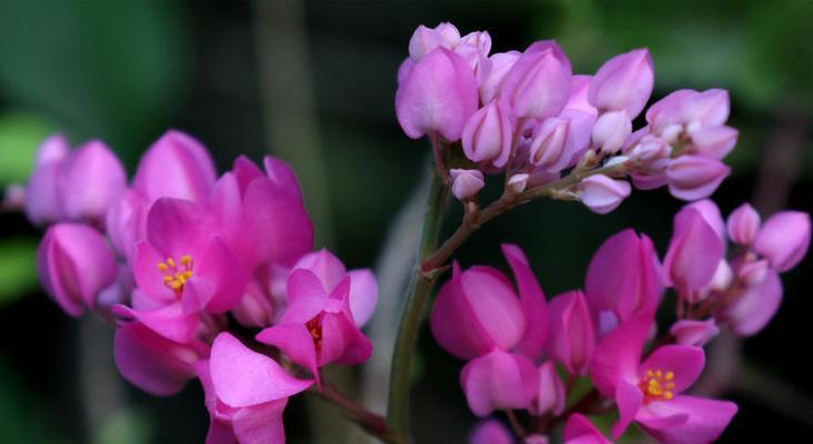 东珊瑚的花语是什么？东珊瑚的种植和养护方法是什么？