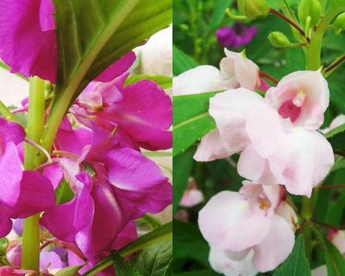 藿香菊花语是什么？如何正确解读？