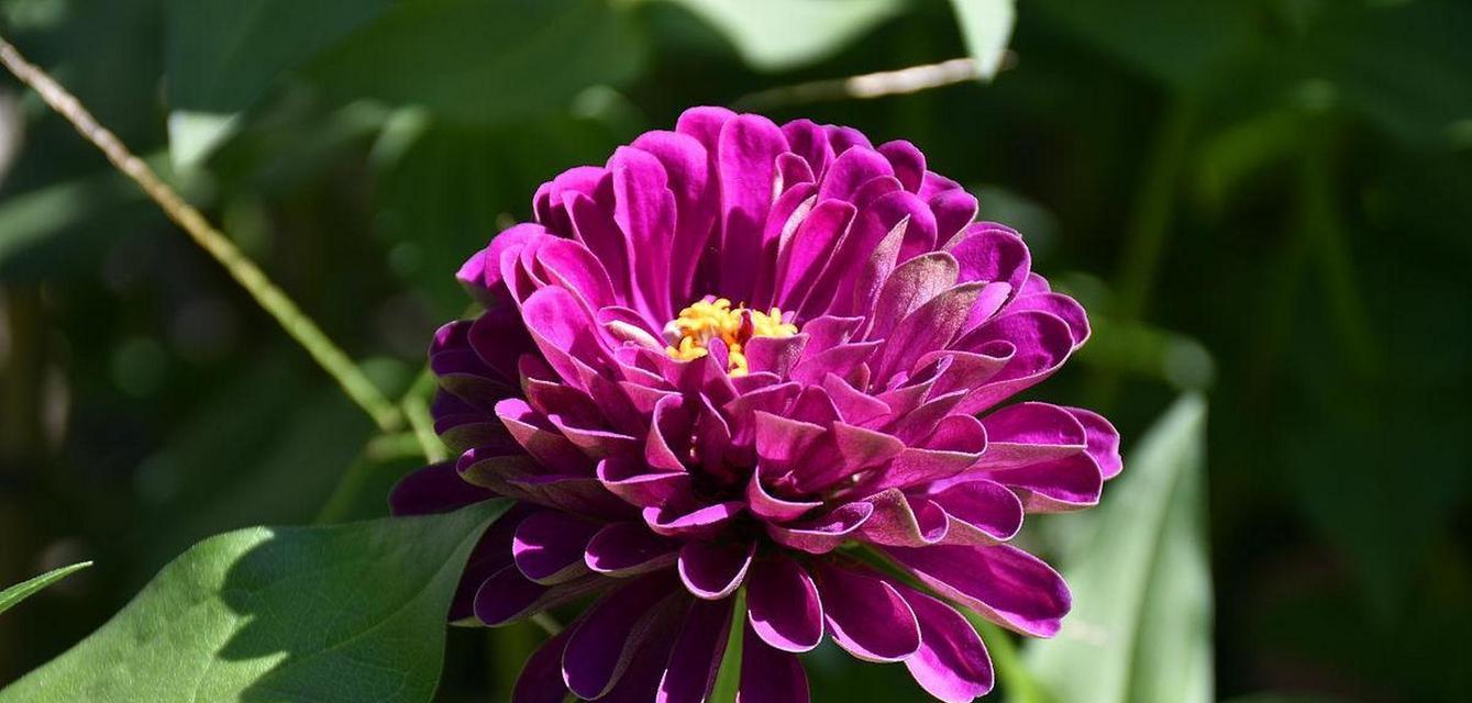藿香菊花语是什么？如何正确解读？