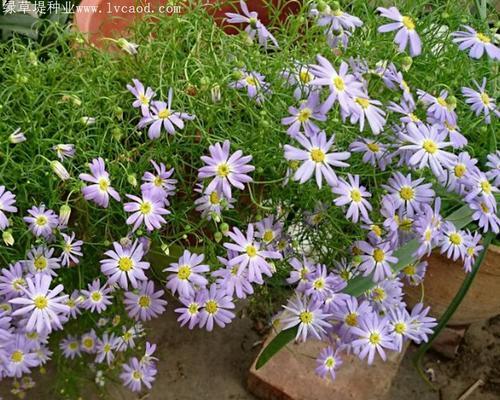 藿香菊花语是什么？如何正确解读？