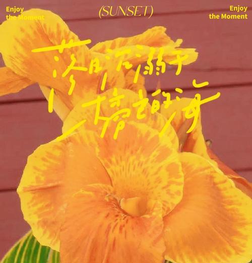 美人樵花语代表什么？有哪些特别含义？