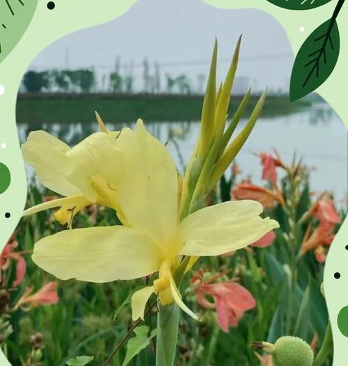 美人樵花语代表什么？有哪些特别含义？