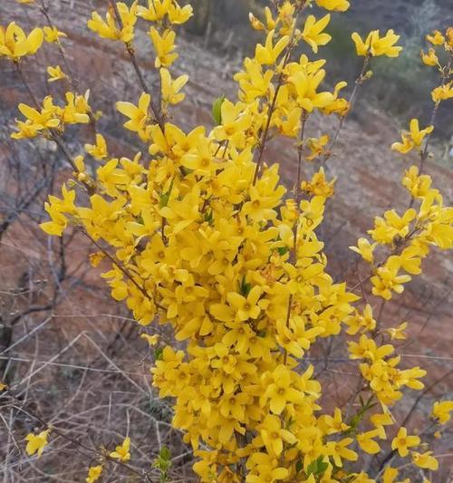 白雪光花语有何寓意？常见问题解答。
