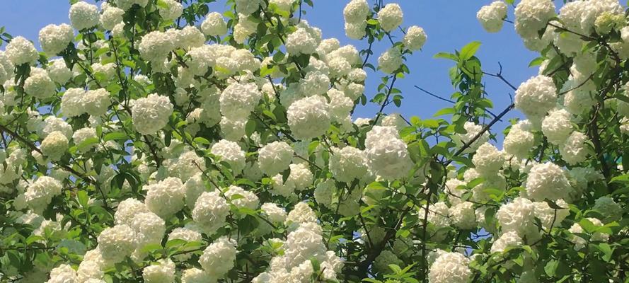 白檀花花语代表了什么？如何理解其含义？