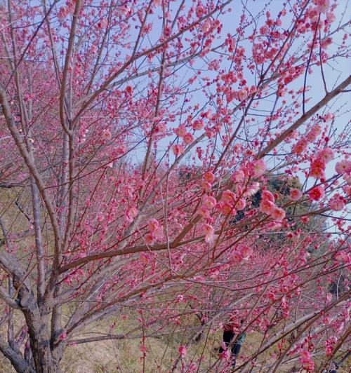 白檀花花语代表了什么？如何理解其含义？