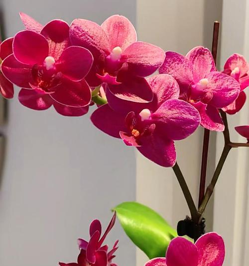 桔花语子树的花语有何深意？常见问题解答。