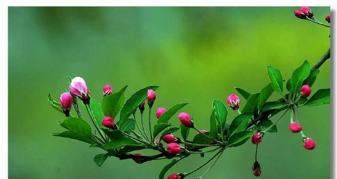 断肠红花语表达了什么情感？常见问题汇总。