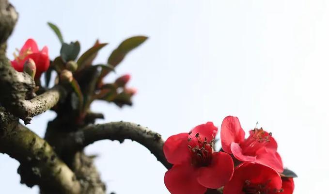 断肠红花语表达了什么情感？常见问题汇总。