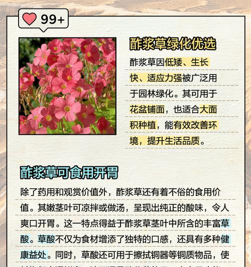 假酸浆花语是什么？它传递了哪些信息？