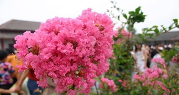 花语花木车是什么？它如何帮助理解花语？
