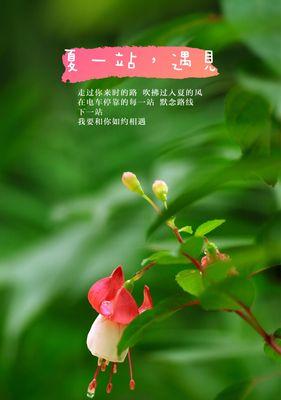 霸王雨花语有何寓意？常见问题解答。