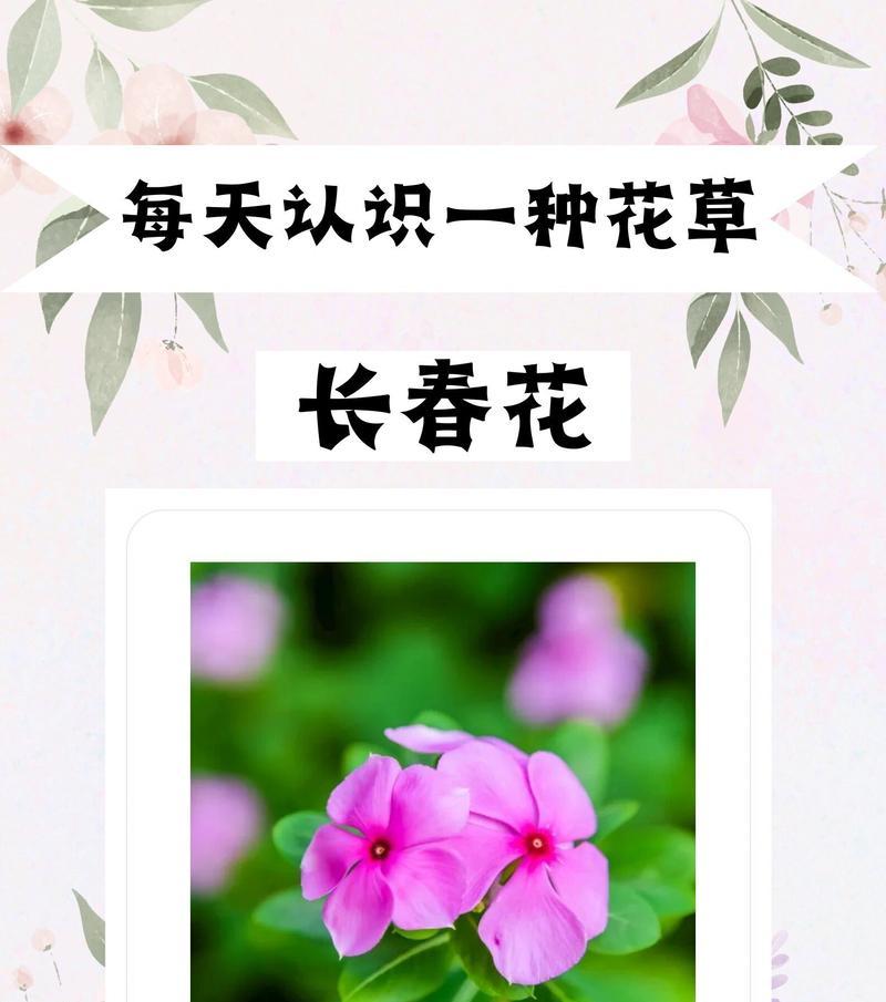 种植花的花语有哪些含义？如何正确理解种植花的花语？