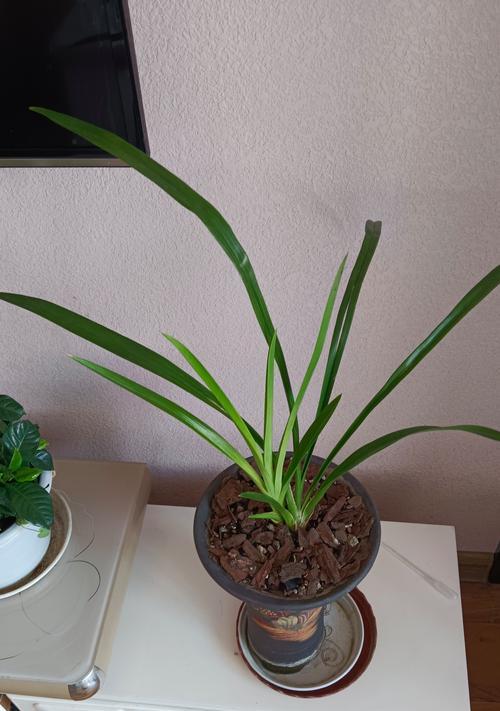火星兰花语代表什么？火星兰的种植技巧有哪些？